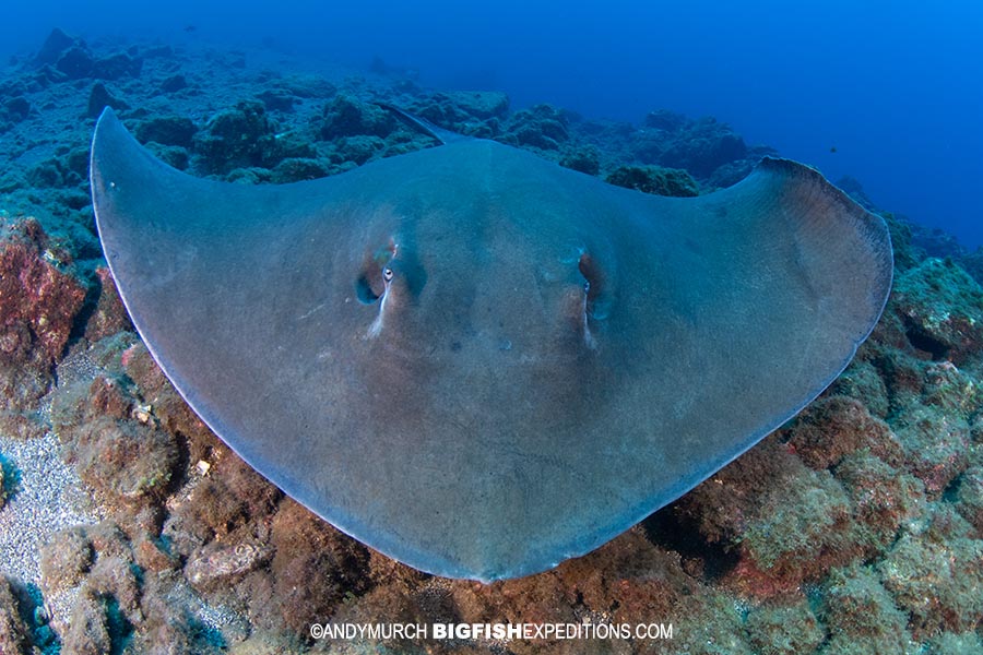 Diamond Stingray at Socorro