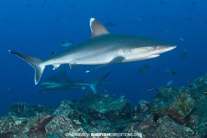 Silvertip Sharks diving