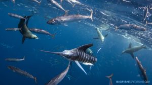 Striped Marlin snorkeling
