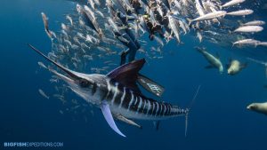 Striped Marlin snorkeling