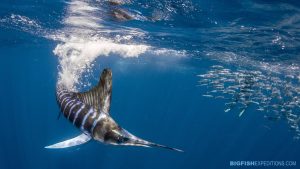 Striped Marlin Snorkeling, diving, swimming, bait ball, baja, marlin, mexico, sardine run.