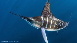 Striped marlin snorkel