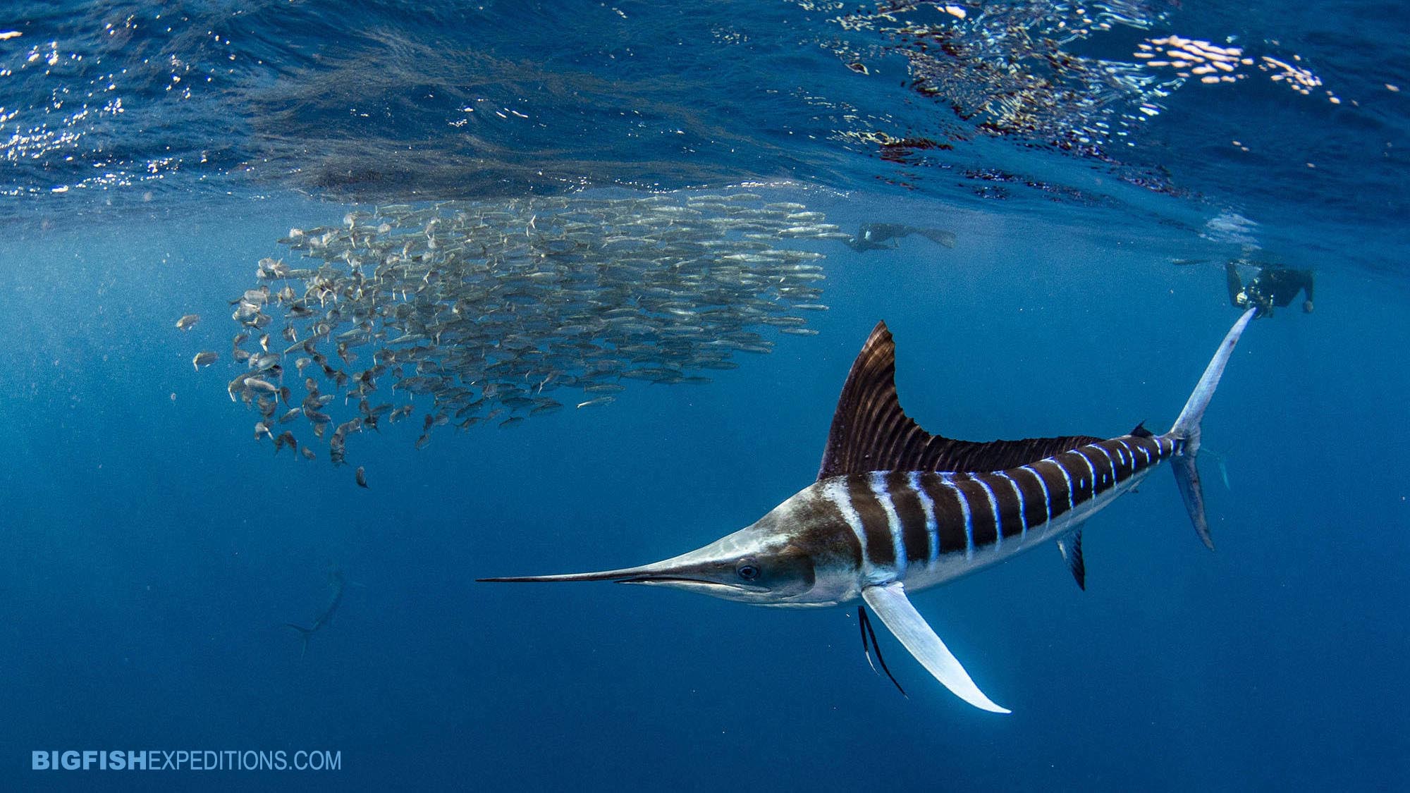 Striped Marlin Snorkeling