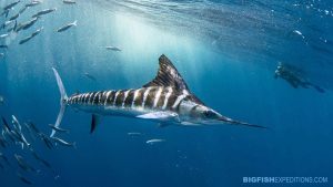 Snorkeling with striped marlin and bait balls on the Mexican Sardine Run