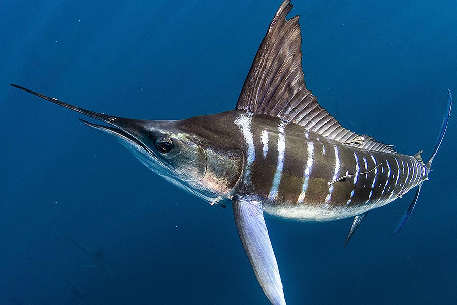 Striped Marlin snorkeling expedition