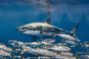 Great White Shark Caage Diving