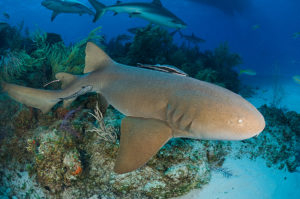 Nurse Shark at Tiger Beach