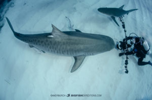 Tiger Shark and diver