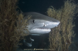 Tiger Shark in the bushes.