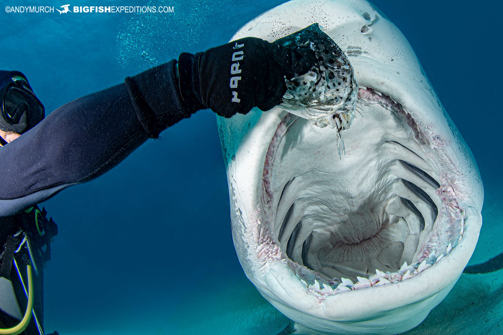 Tiger Shark feed at Tiger Beach.