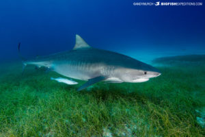 Tiger Shark at Tiger Beach