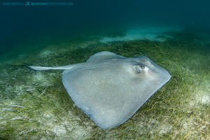 Southern Stingray at Tiger Beach