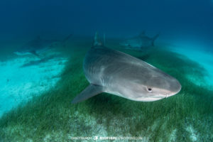 Tiger Sharks at Tiger Beach