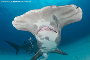 Great Hammerhead Shark diving at Tiger Beach