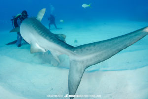 Tiger Sharks at Tiger Beach.