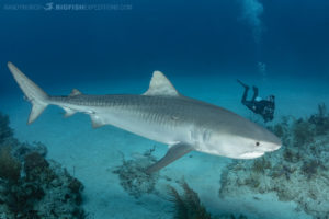 Tiger Sharks at Tiger Beach.