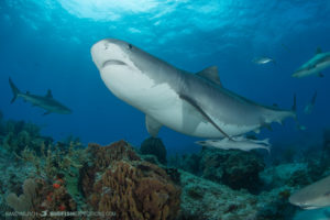 Tiger Shark at Tiger Beach.