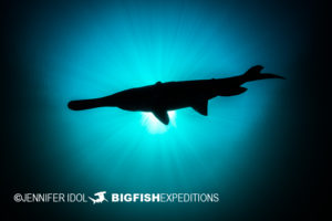 Paddlefish