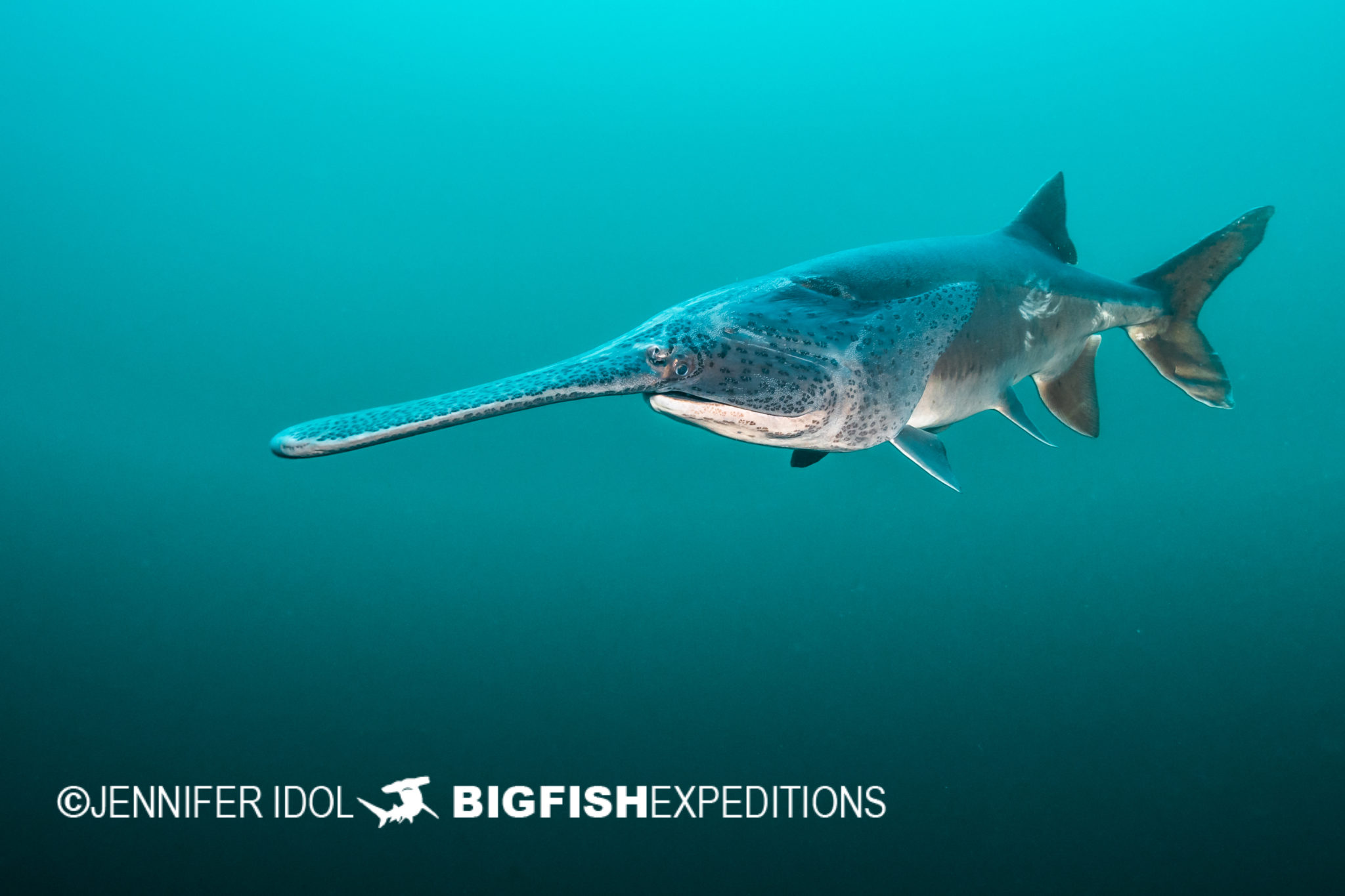 Swimming paddlefish Big Fish Expeditions