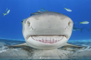 Lemon Shark check-out dive