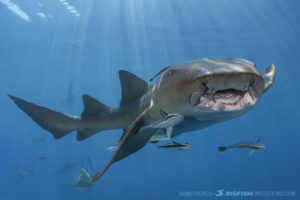 Nurse shark diving at Tiger Beach