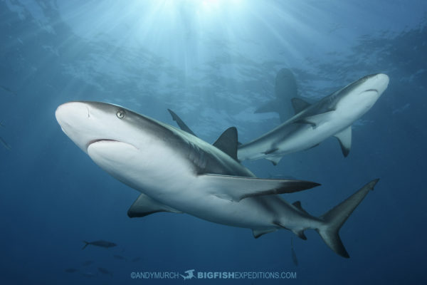 Tiger Beach Shark Diving 2021. Tiger sharks, lemon sharks, nurse sharks, bull sharks, and Caribbean Reef Sharks.