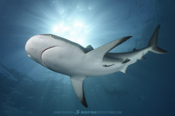 Tiger Beach Shark Diving 2021. Tiger sharks, lemon sharks, nurse sharks, bull sharks, and Caribbean Reef Sharks.