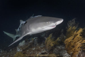 Lemon shark on a night dive at Tiger Beach