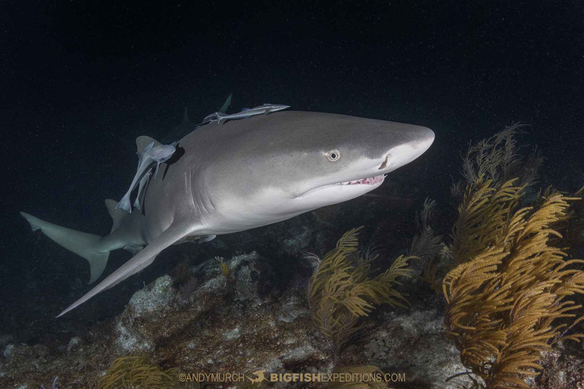 Lemon shark on a night dive at Tiger Beach