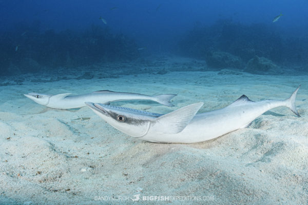 Tiger Beach Shark Diving 2021. Tiger sharks, lemon sharks, nurse sharks, bull sharks, and Caribbean Reef Sharks.