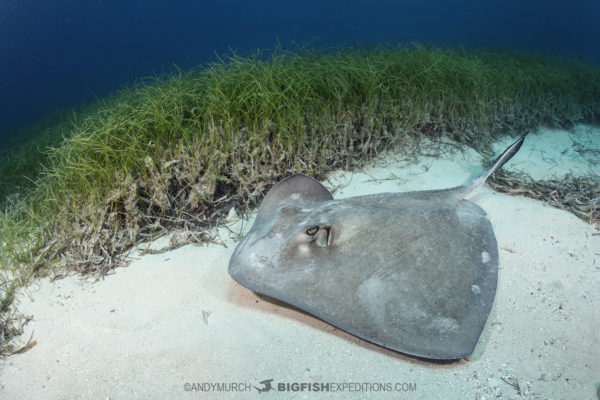 Tiger Beach Shark Diving 2021. Tiger sharks, lemon sharks, nurse sharks, bull sharks, and Caribbean Reef Sharks.