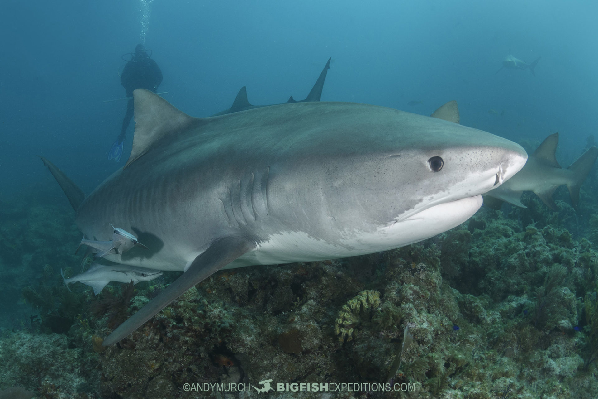 Tiger shark at Fish Tales, Tiger Beach.