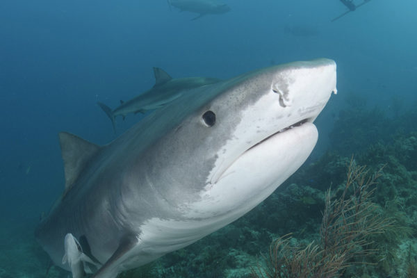 Tiger Beach Shark Diving 2021. Tiger sharks, lemon sharks, nurse sharks, bull sharks, and Caribbean Reef Sharks.