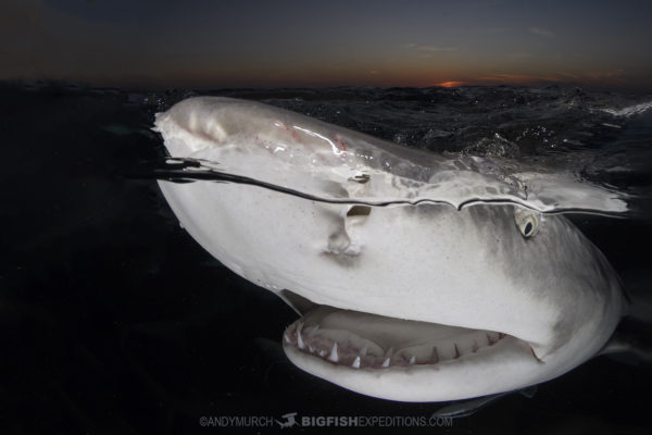 Tiger Beach Shark Diving 2021. Tiger sharks, lemon sharks, nurse sharks, bull sharks, and Caribbean Reef Sharks.