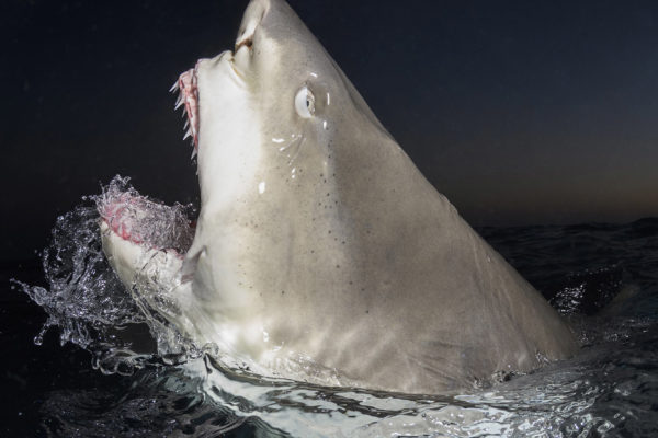 Tiger Beach Shark Diving 2021. Tiger sharks, lemon sharks, nurse sharks, bull sharks, and Caribbean Reef Sharks.