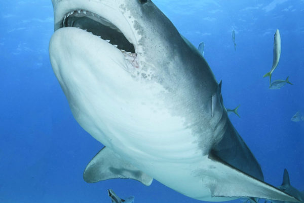 Tiger Beach Shark Diving 2021. Tiger sharks, lemon sharks, nurse sharks, bull sharks, and Caribbean Reef Sharks.
