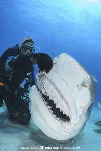 Feeding a large tiger shark at Tiger Beach