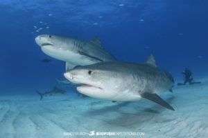 Tiger Beach Shark Diving 2021