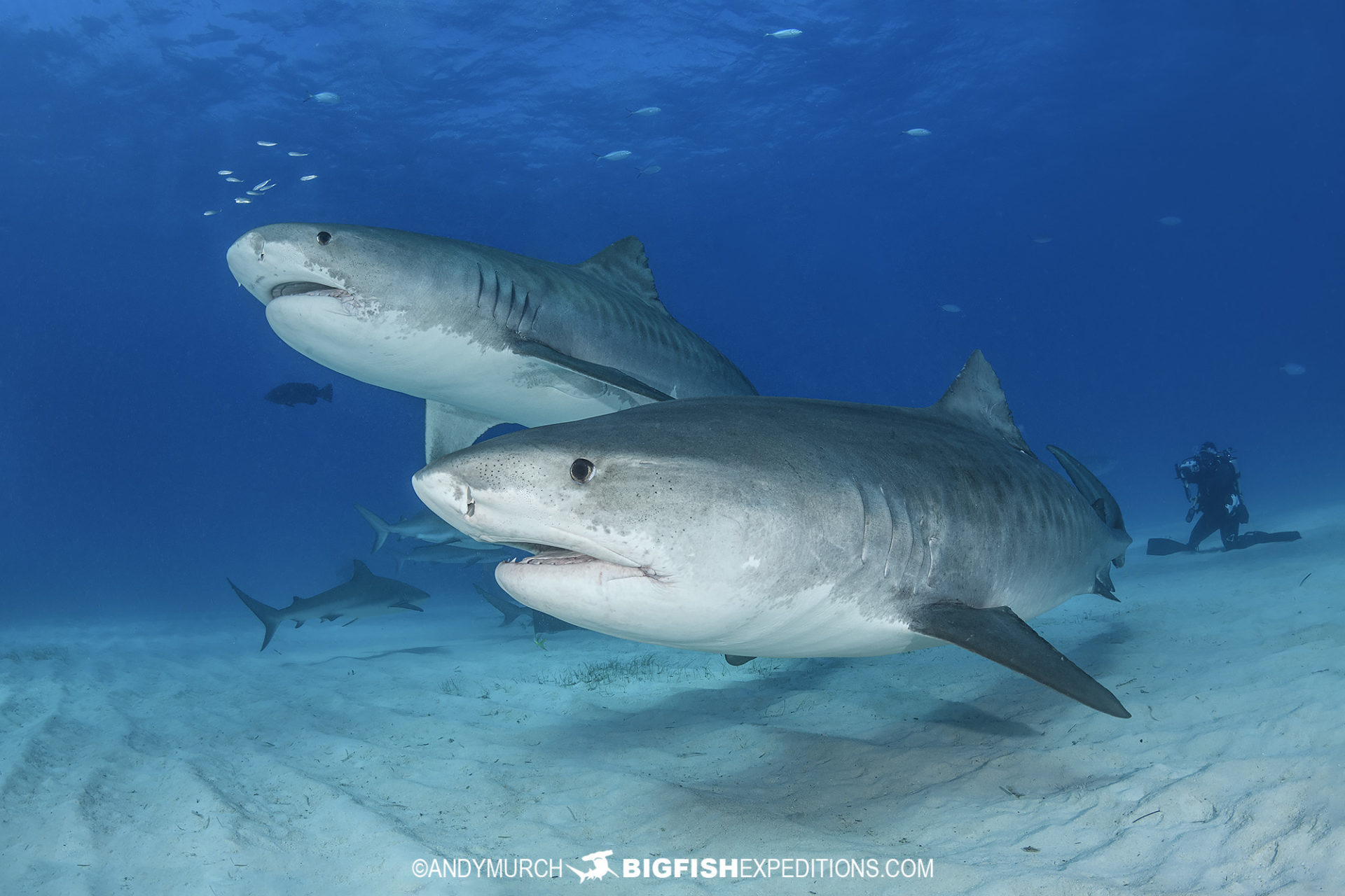 Tiger Beach Shark Diving