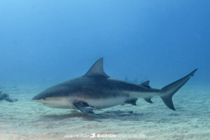 Bull shark at Tiger Beach 2021