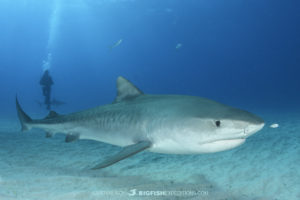 Emma the Tiger Shark at Tiger Beach