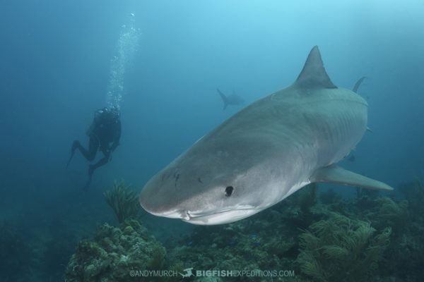 Tiger Beach Shark Diving 2021. Tiger sharks, lemon sharks, nurse sharks, bull sharks, and Caribbean Reef Sharks.