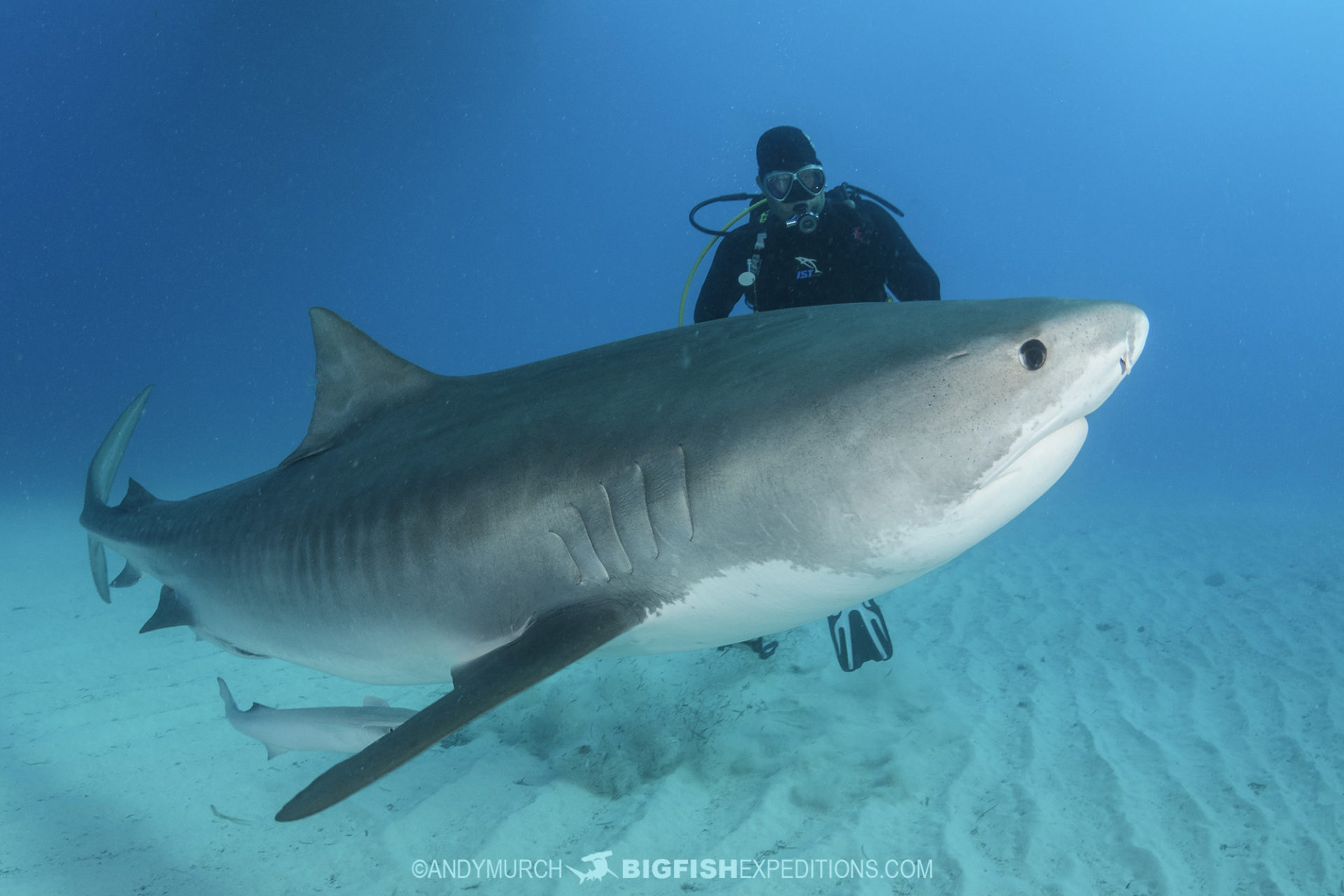 Tiger shark diving