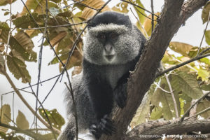 Blue Monkey, Uganda.