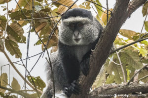 Blue Monkey in Bwindi