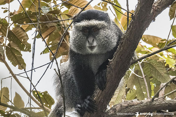 Blue Monkey in Bwindi