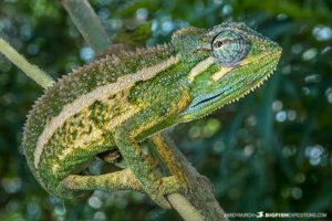 Chameleon in Uganda