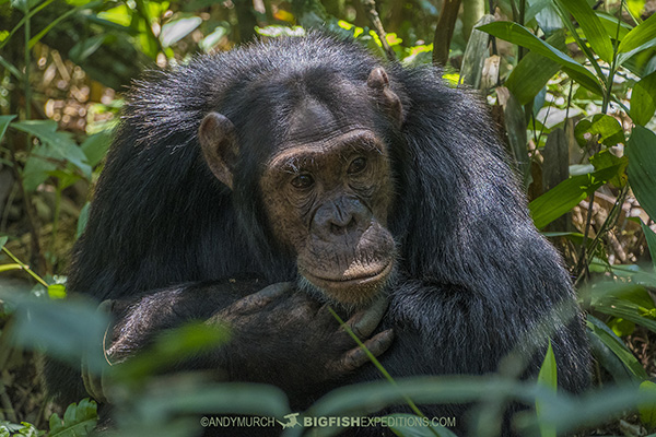 Eastern Chimpanzee