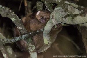 East African Potto