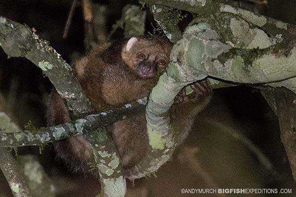 East African Potto